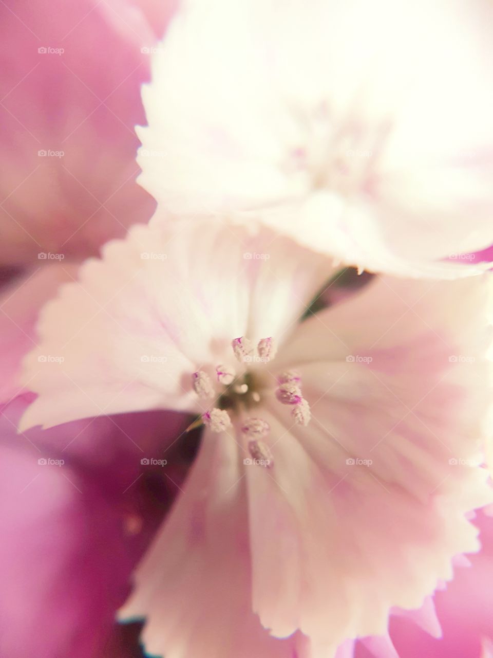 pink flower