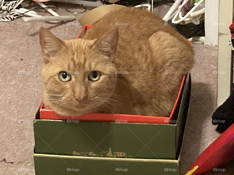 Cat sitting in a box 📦