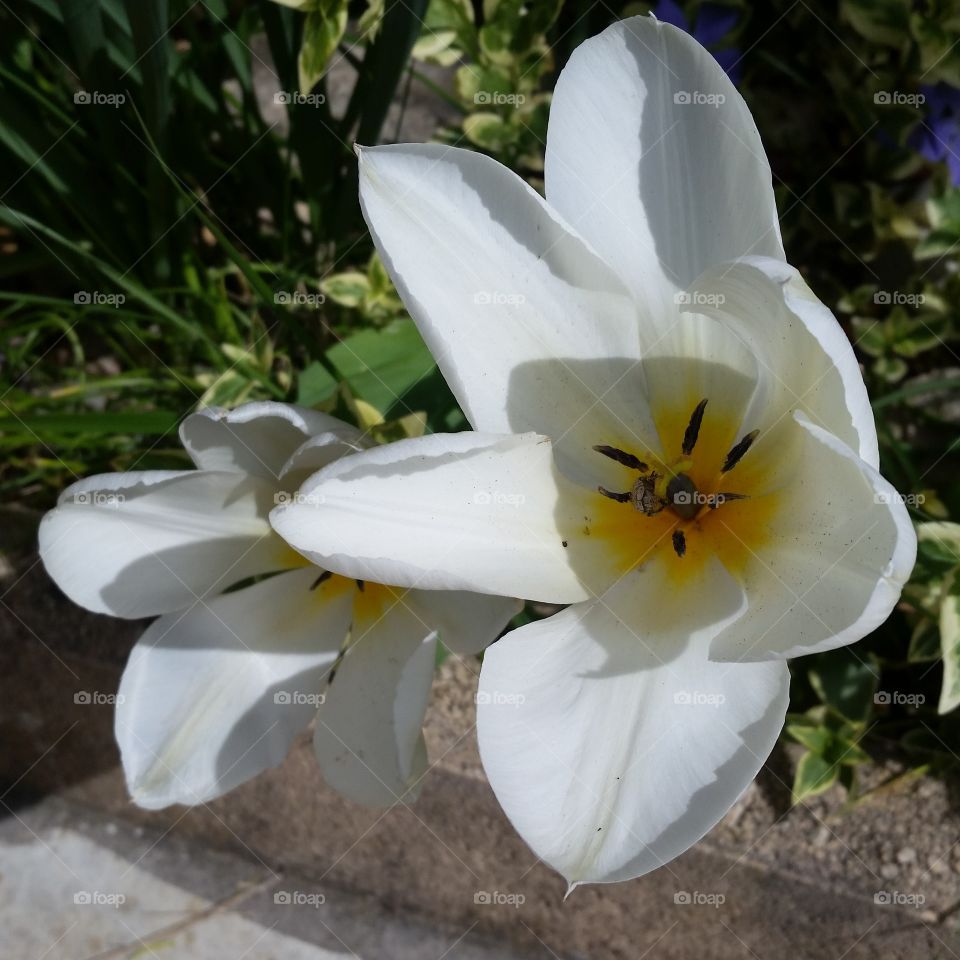 Flower. Flower from my garden