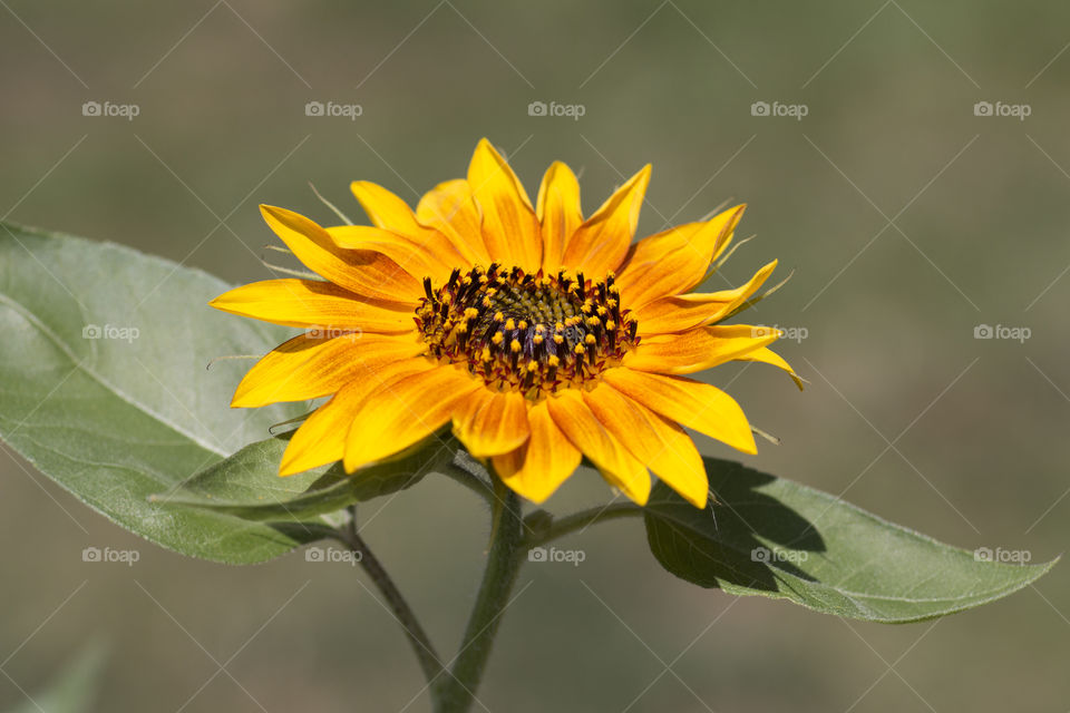 Sunflower 