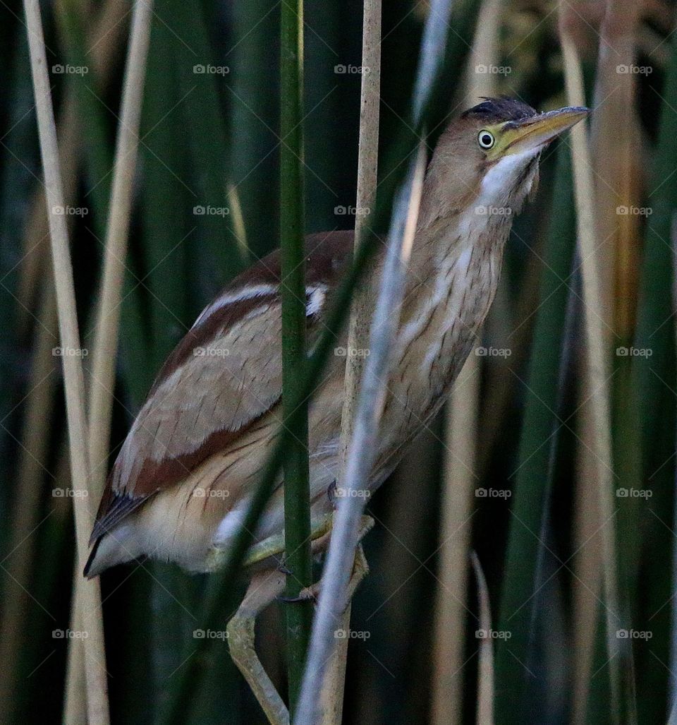Adult Least Bittern in Reeds