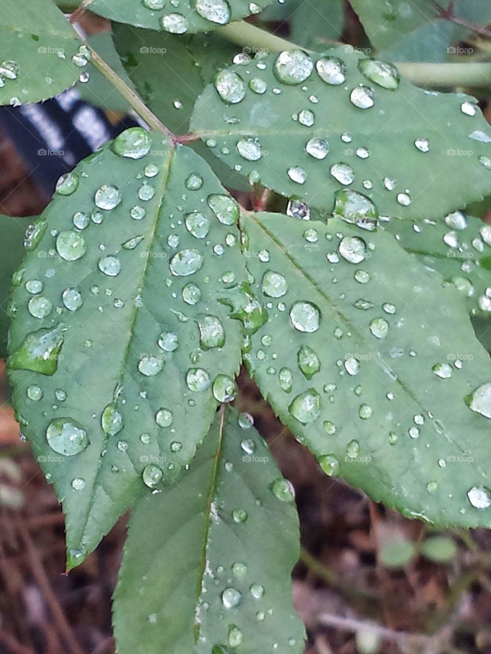leaves after rain