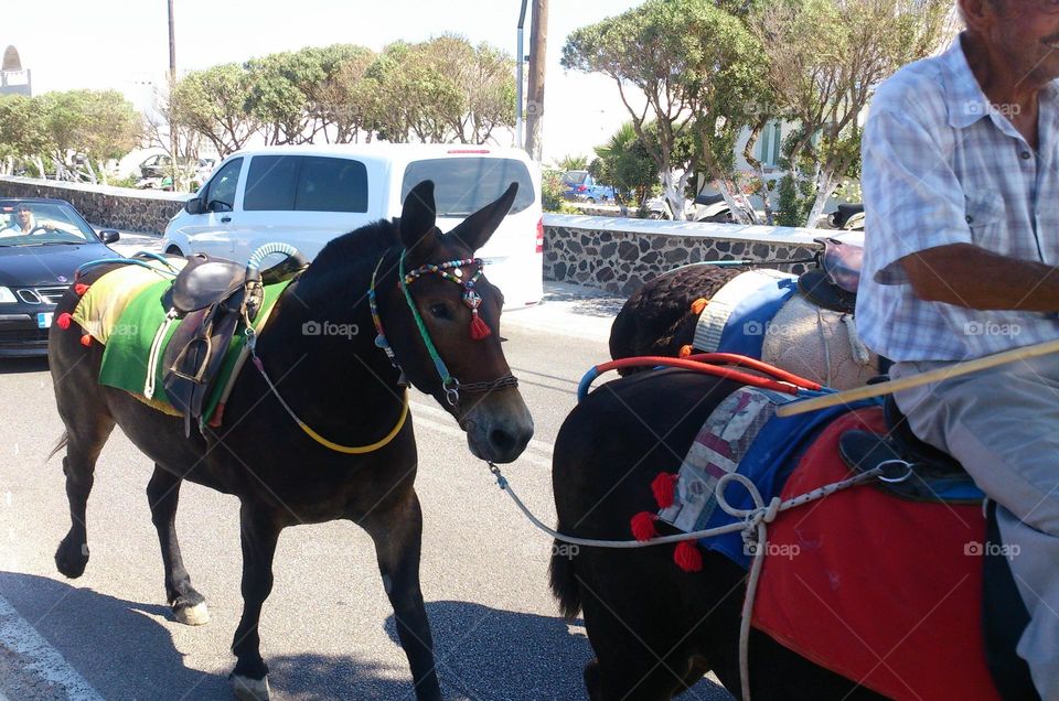 Mixed transport on the road 🐎🚗