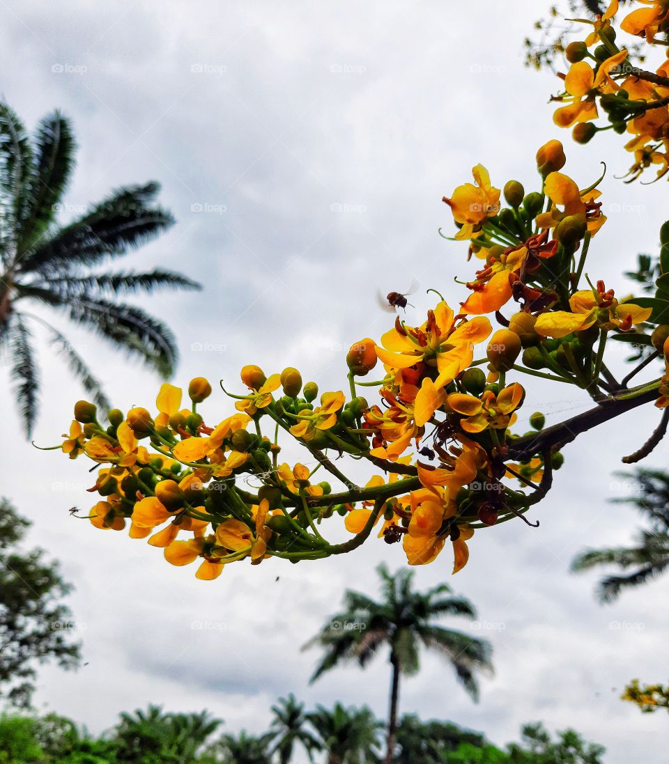 The bonding bee living in harmony with the flower