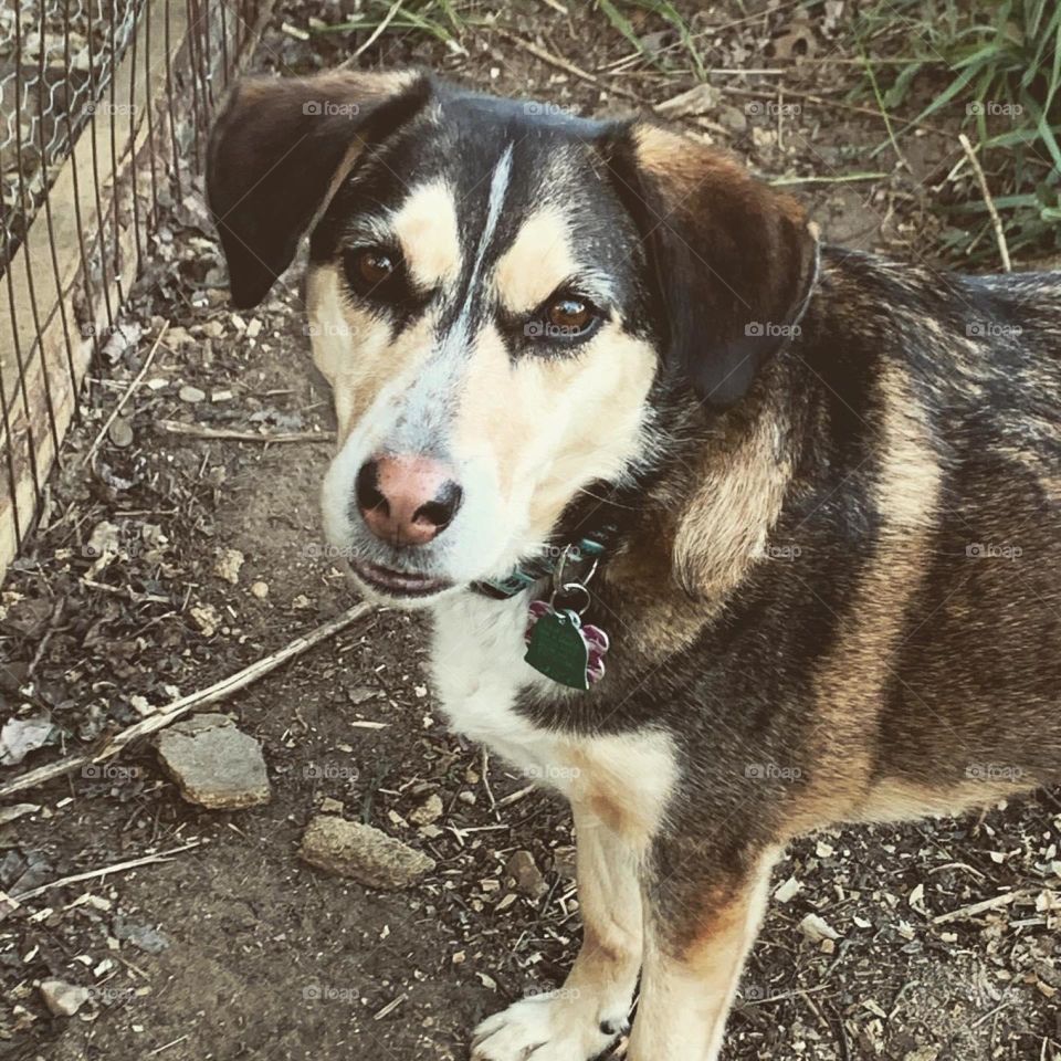 Just a dog enjoying being outside