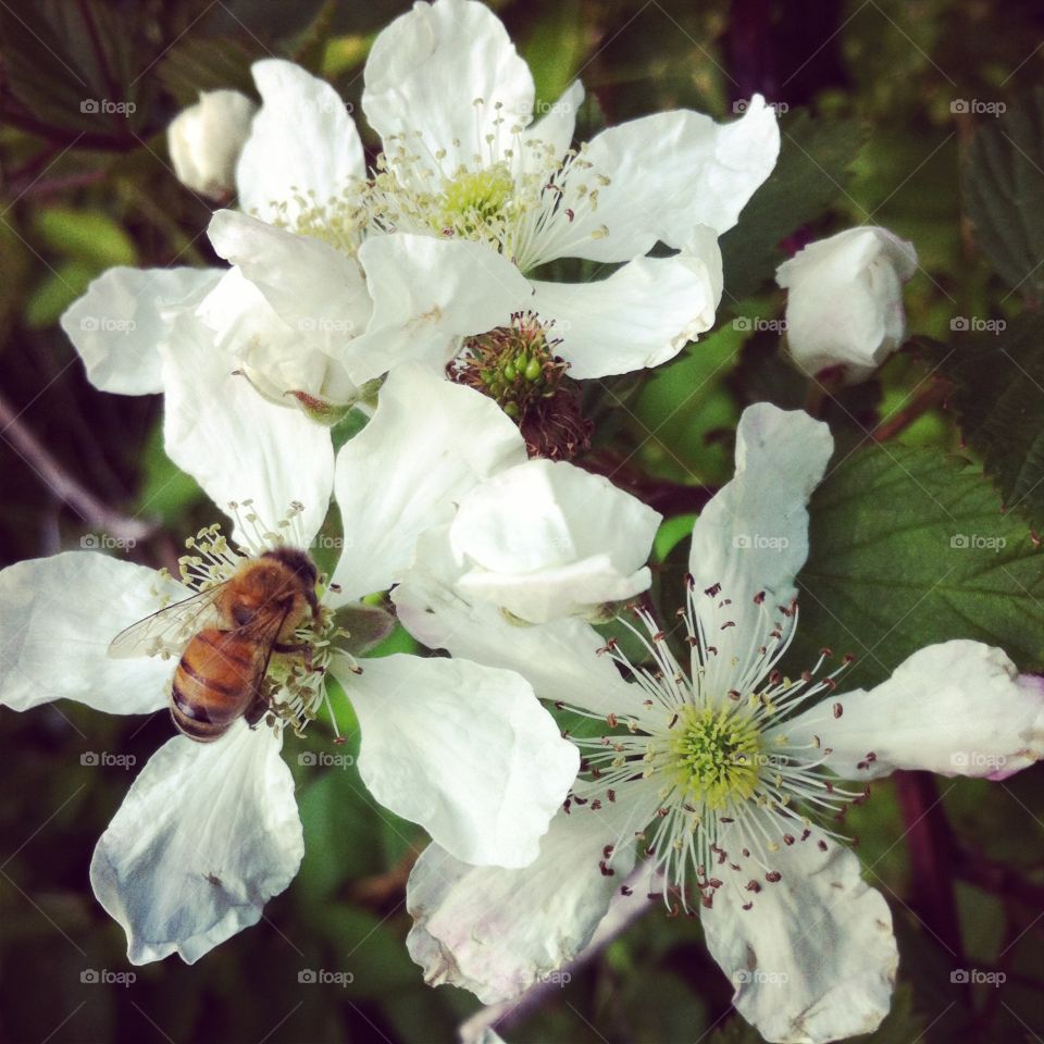 Honey Bee on Flowers. A honey bee on flowers.