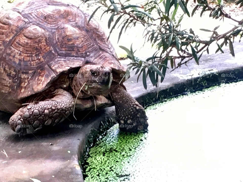 African tortious cooling at the pond
