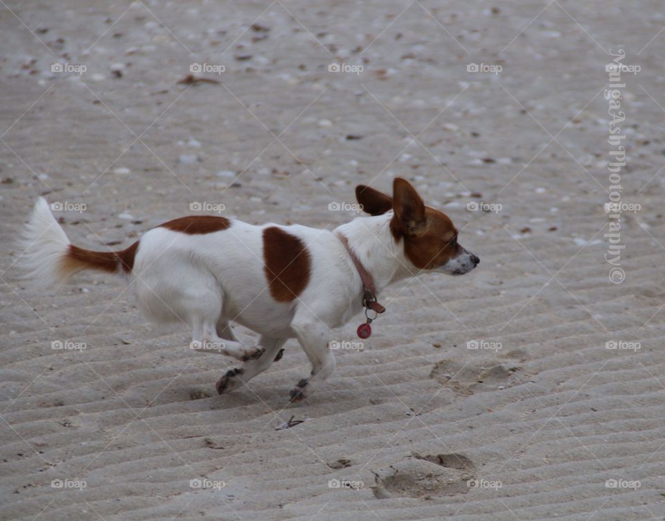 Pixie running
