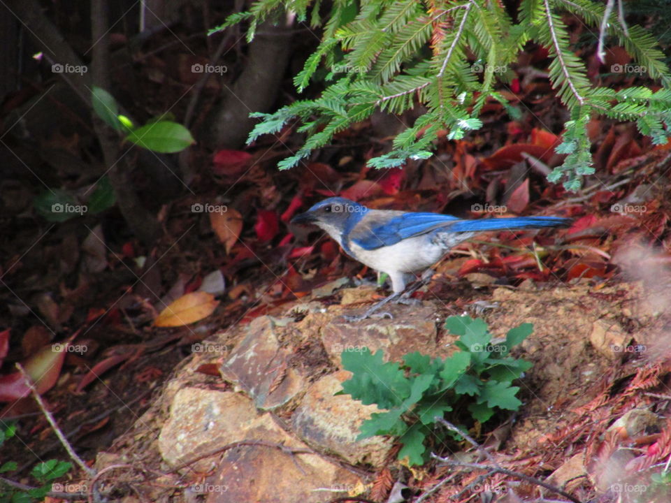 blue jay