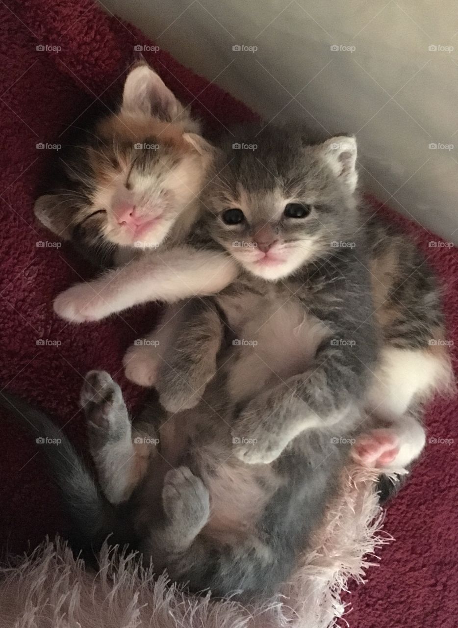 Tired little bottle babies 