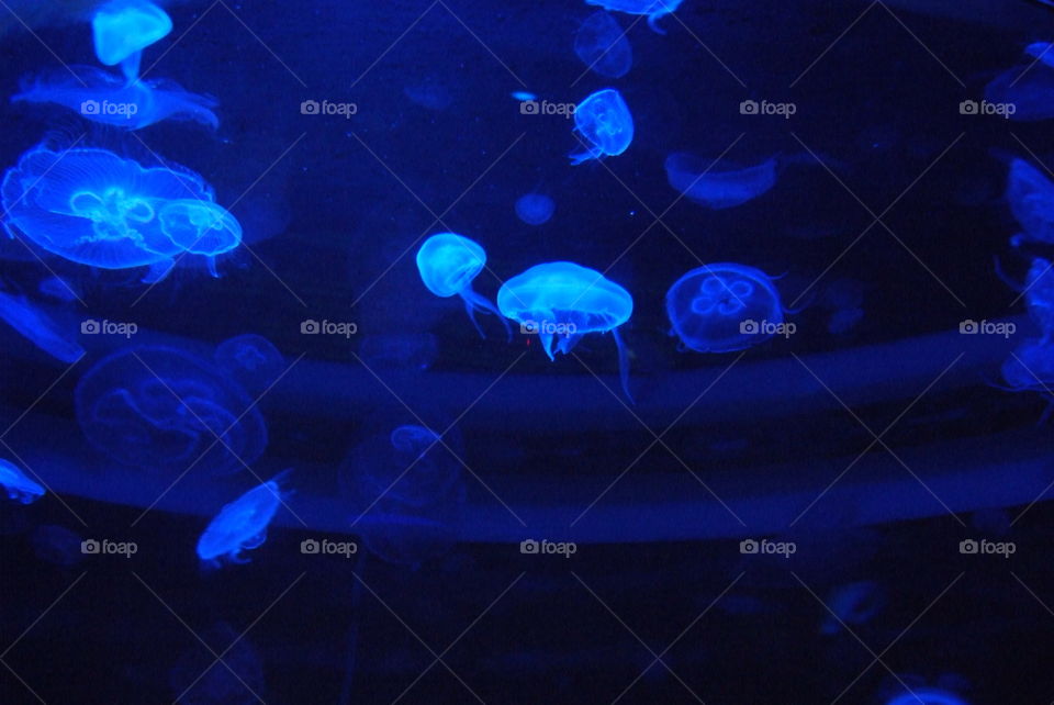 Sea World  jellyfish 