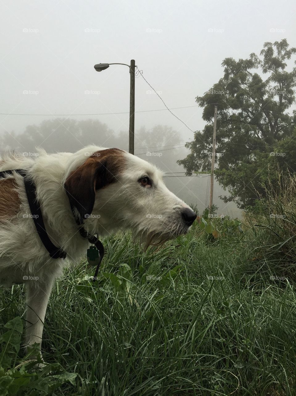 Dog enjoying walk on a foggy morning