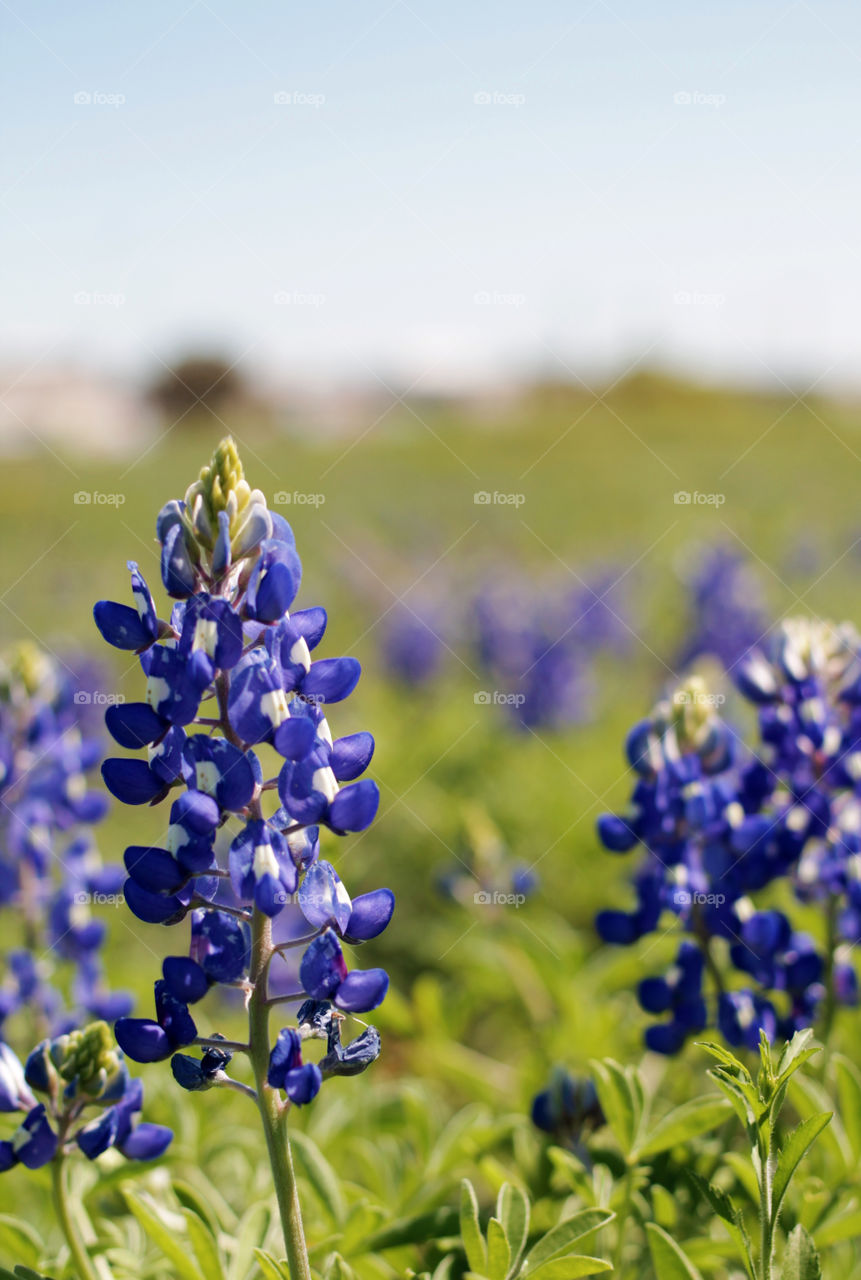 Bluebonnets . The state flower of Texas