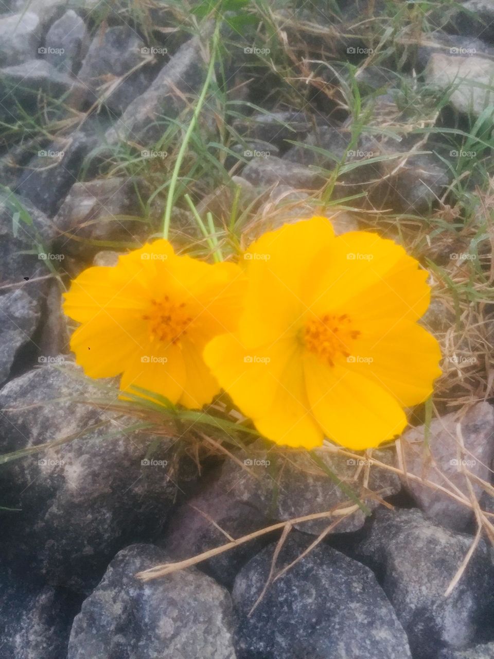 Yellow flowers on stones