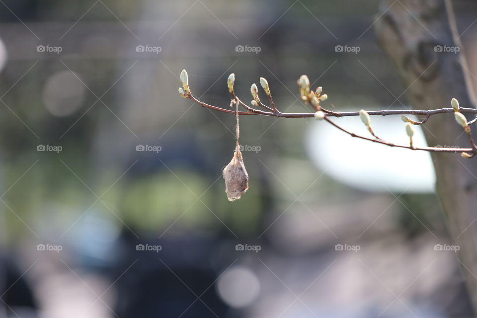 Outdoors, Nature, No Person, Tree, Garden