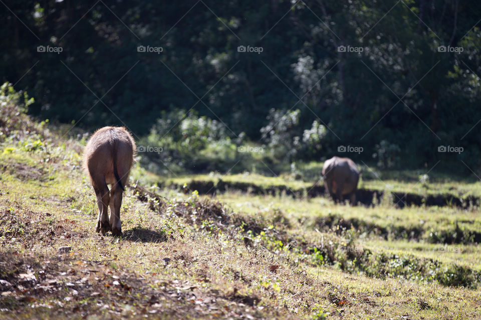 Buffalo in the farm