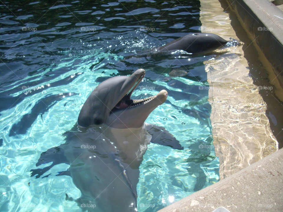 Dolphin . Feeding dolphins 