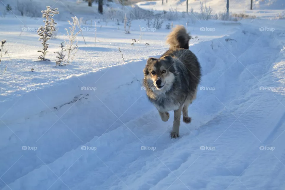 dog