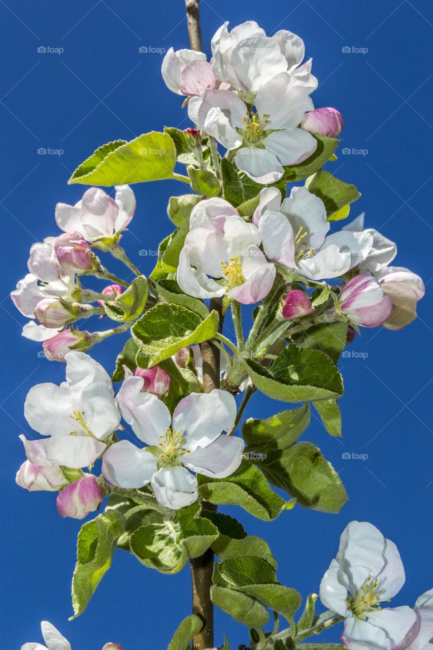 Blooming apple tree.