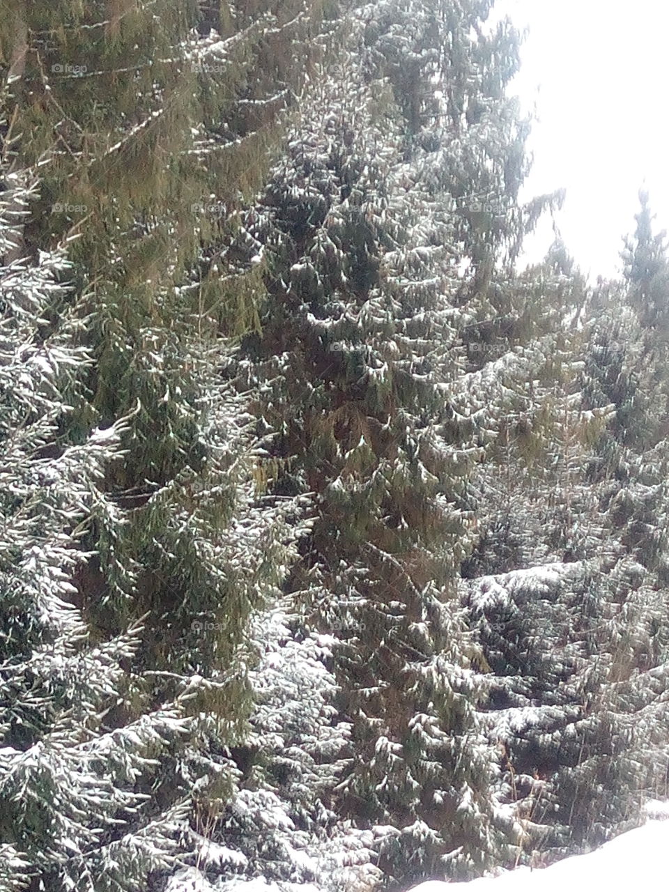 лес в снегу