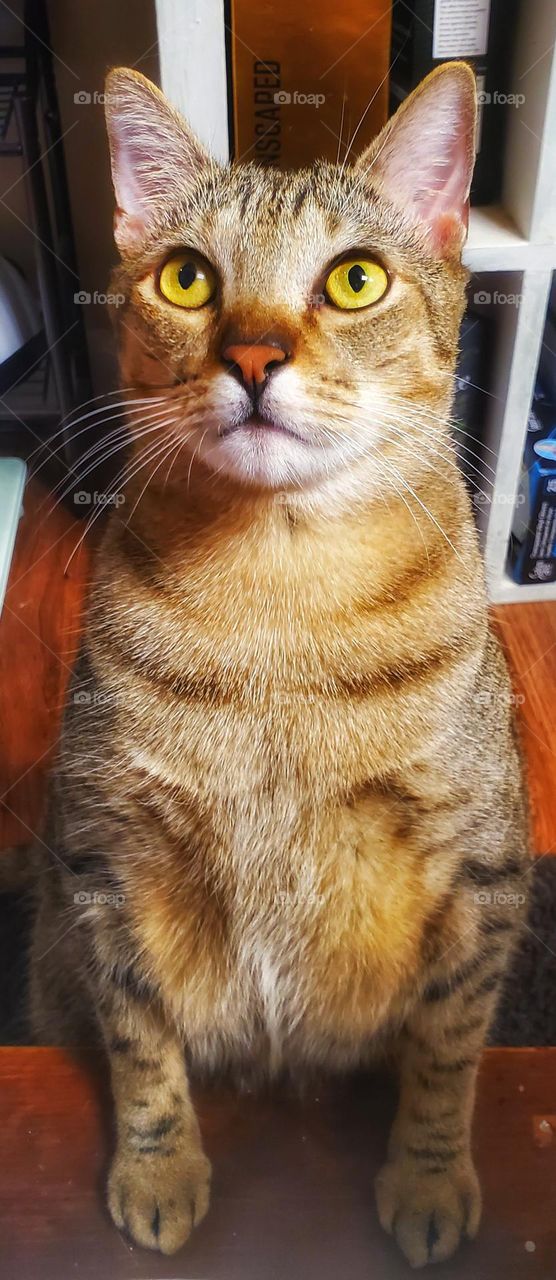 Handsome Diesel kitty