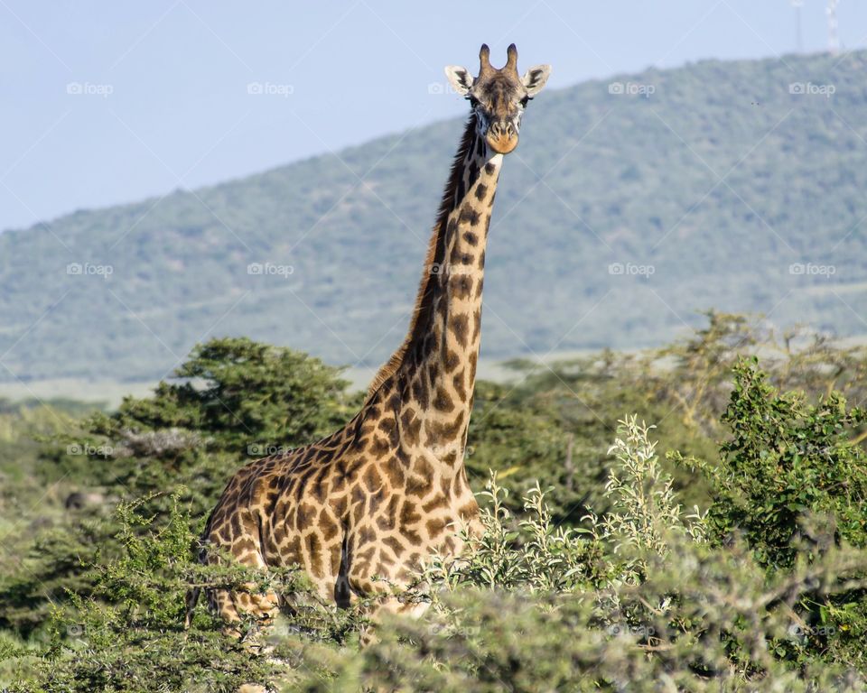 Tall Giraffe in Masai Mara.  Kenya
