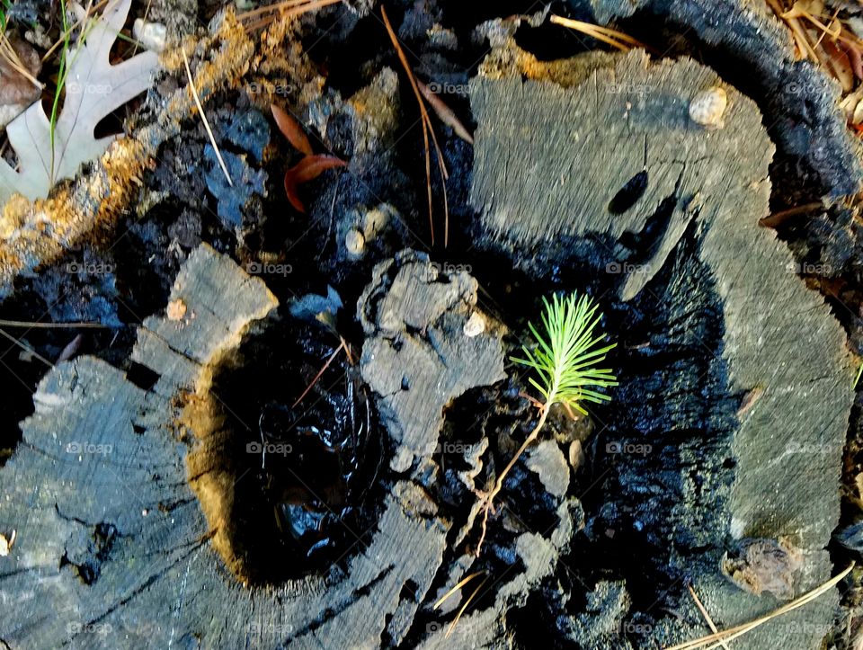 transforming a tree trunk into a magical story with dinosaur and two children