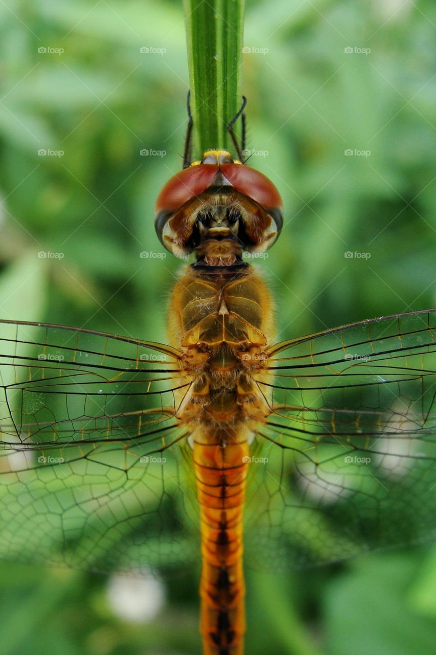 Grider Dragonfly