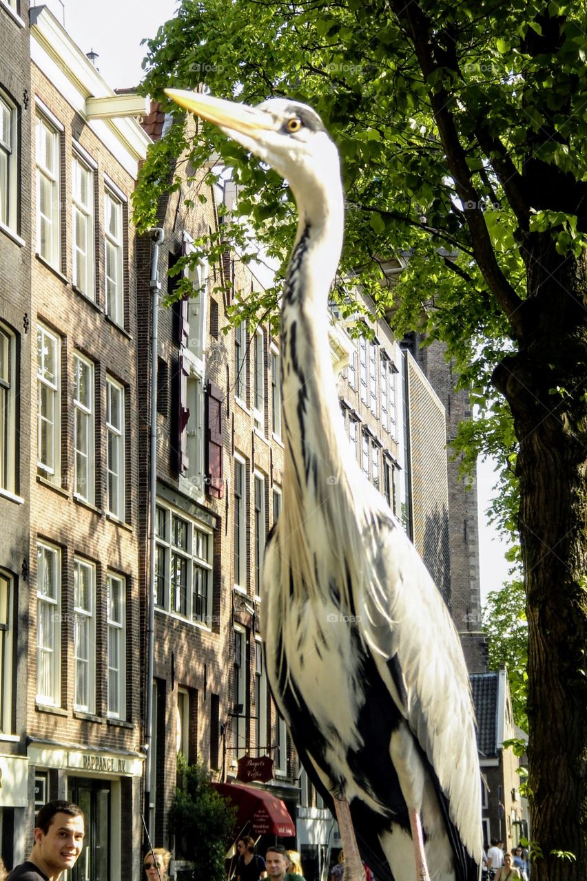 Heron enjoying view from claimed vantage point - Amsterdam