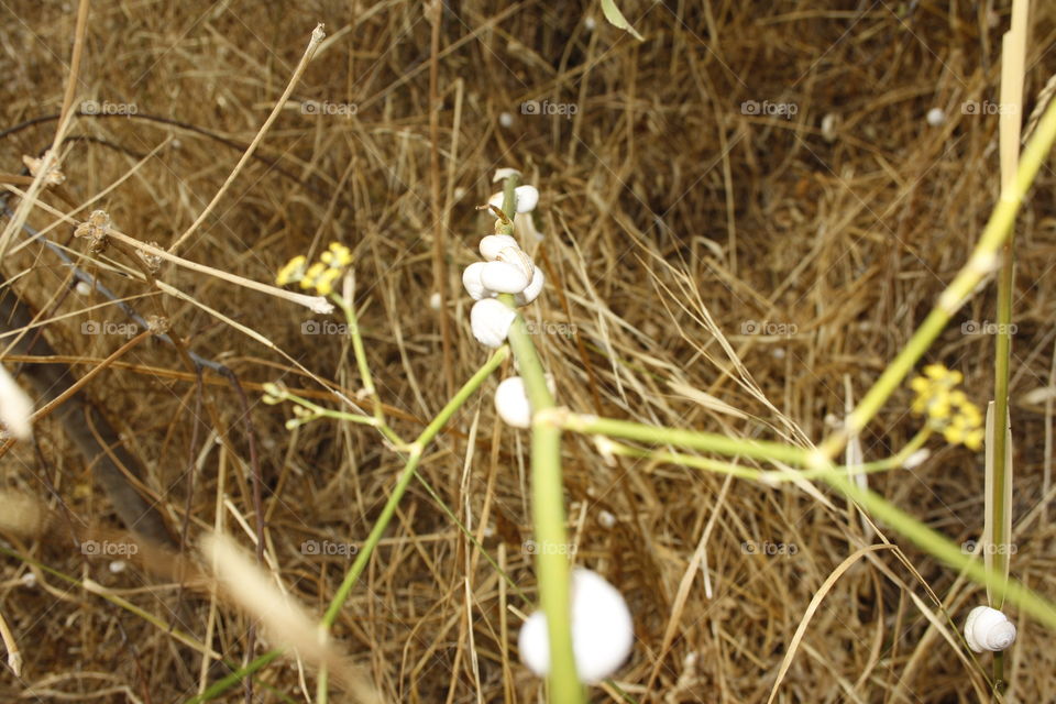 Several snails on a single branch.