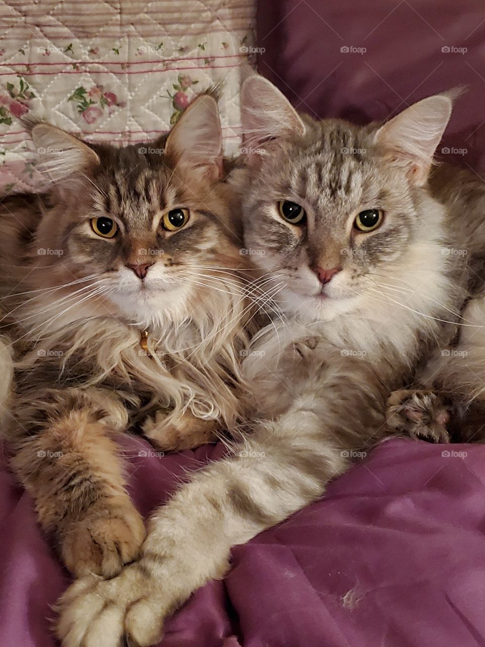 cats, Maine Coons,cat love, cat snuggle, gray cats, love cats