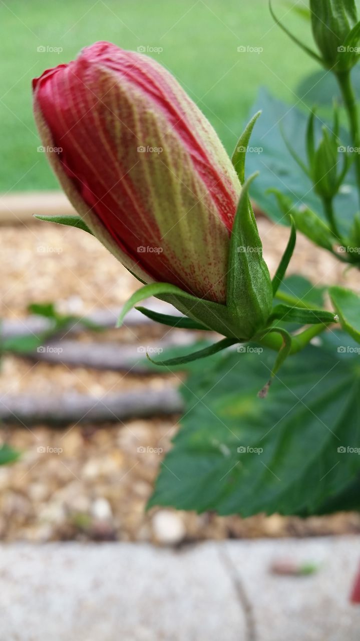 flower. Red Cayena flower