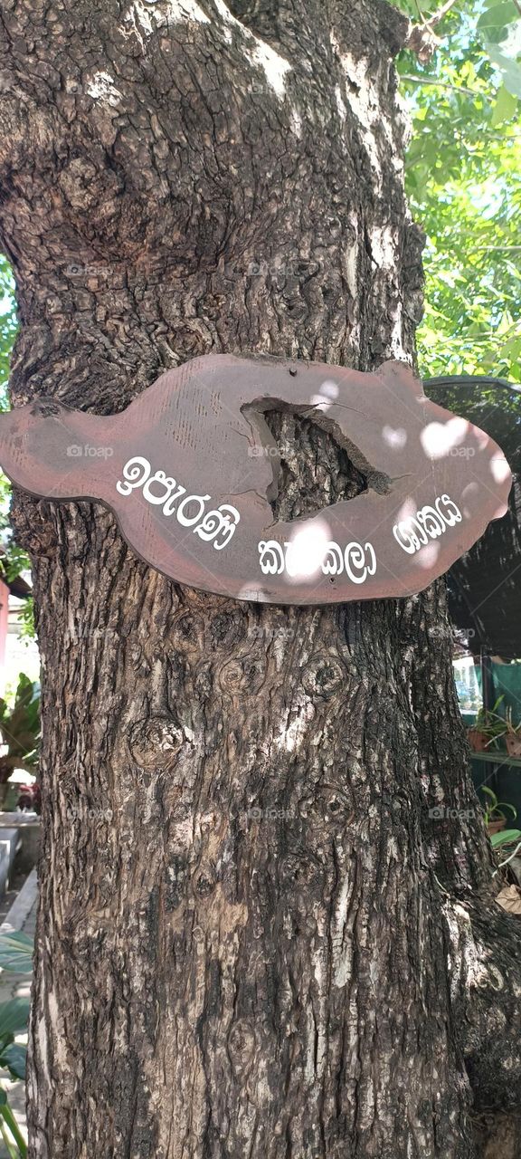 It is said that King Sri Wickramarajasinghe, the last king of Sri Lanka captured by the British, was tied to this tree while being taken to Goa, India.