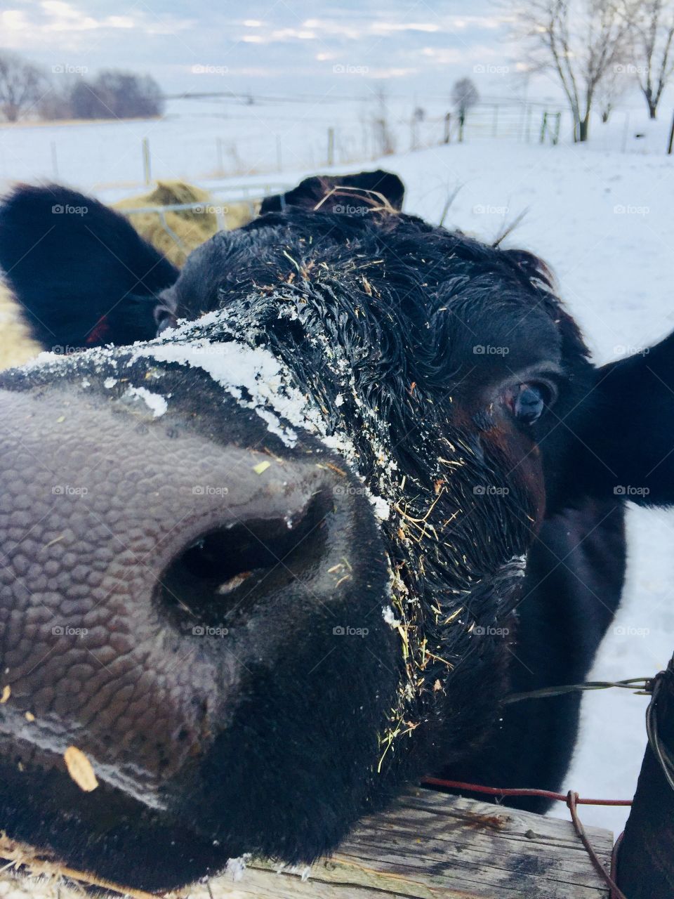 A black steer poking his nose over a fence, hoping for something fresh and green to eat during the winter instead of the hay in the feeder behind him