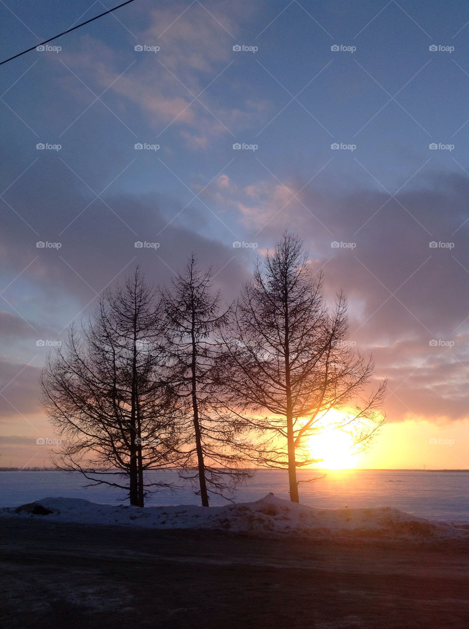 Silhouette of bare tree