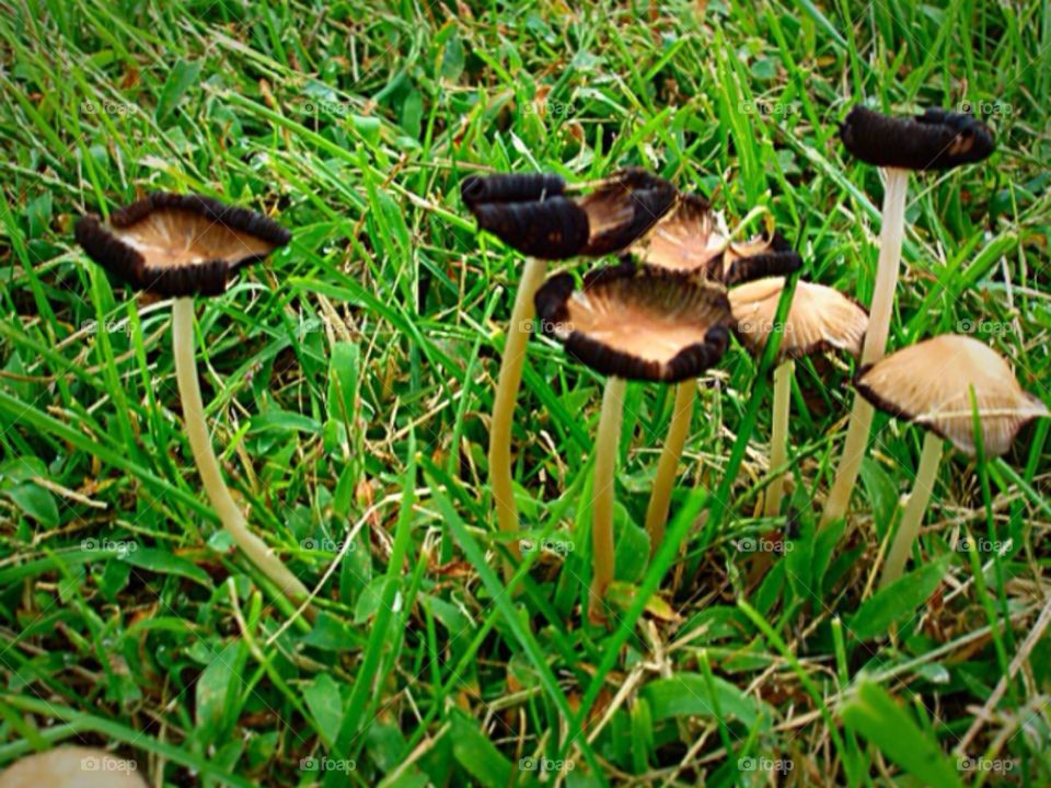 Wild Mushroom. Shroooom