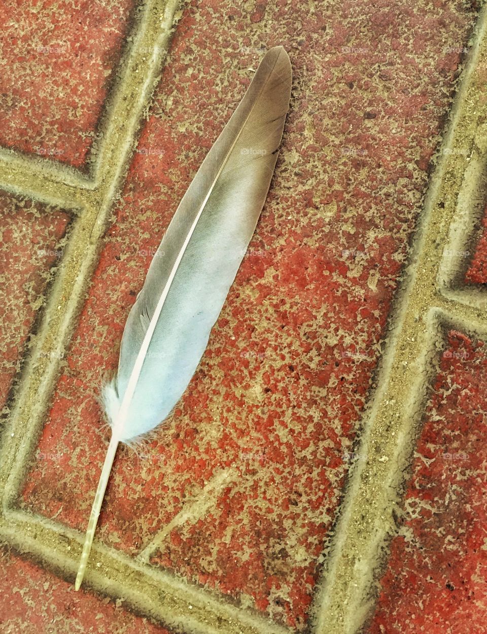 Fallen bird feather on the ground 