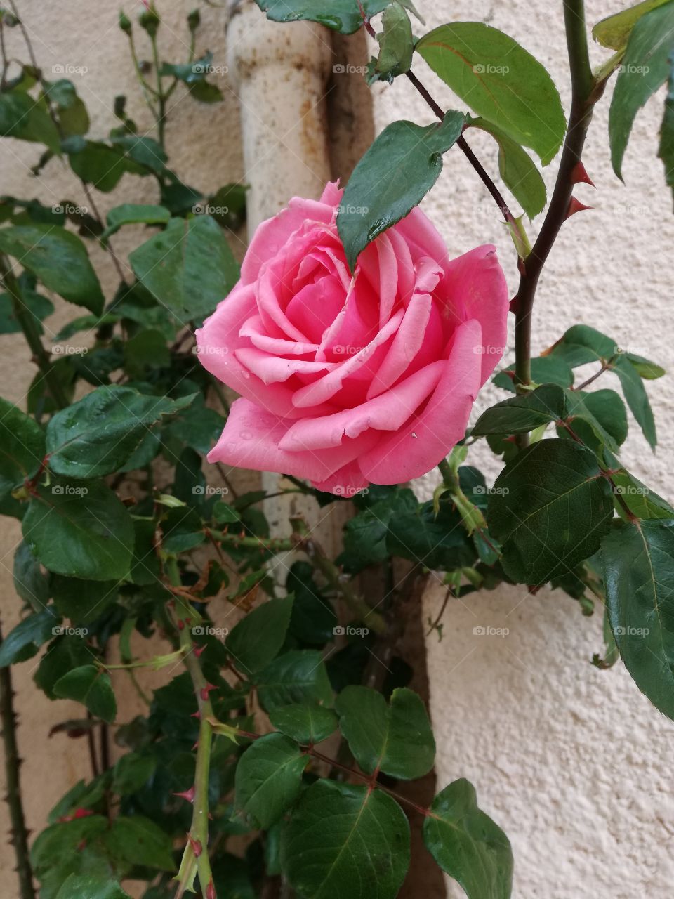 la vie en Rose. i love flower.