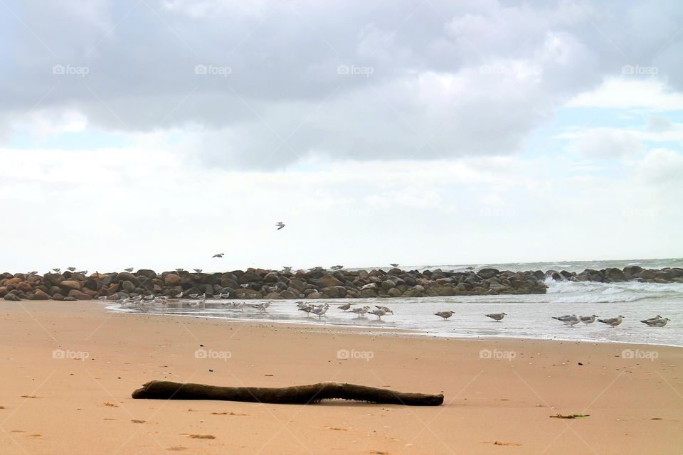 Strandbild aus Blavand in Dänemark mit Möwen