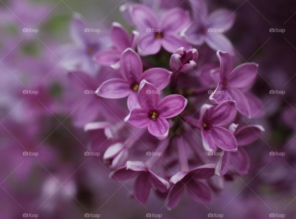 Summer lilac