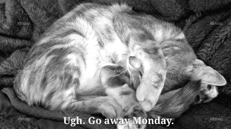 Go Away Mondays. Mondays suck.