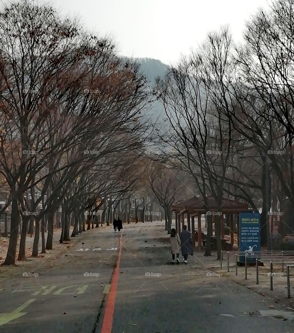Autumn walk, Seoul Zoo