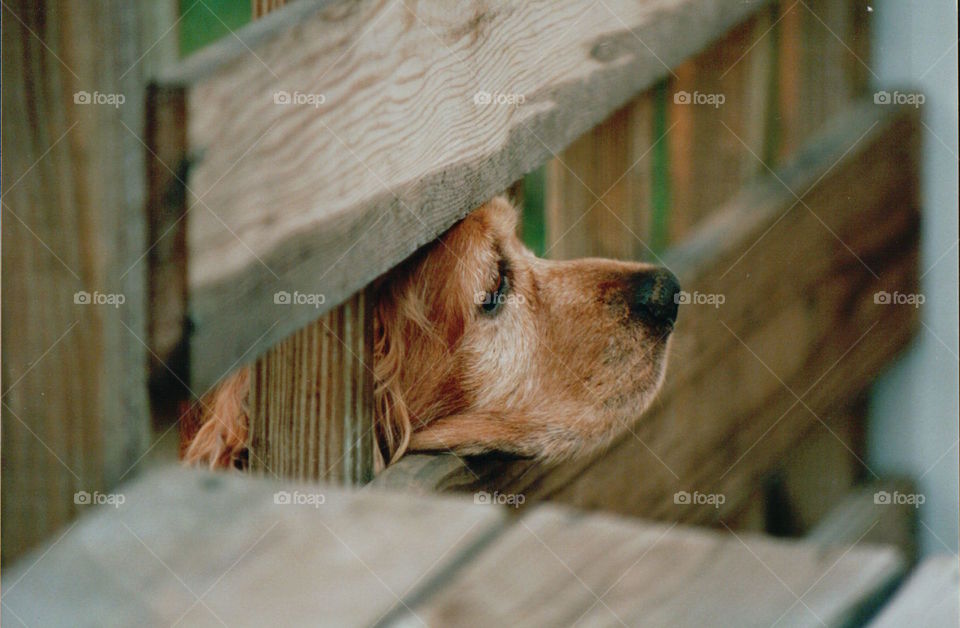 Dog looking through fence