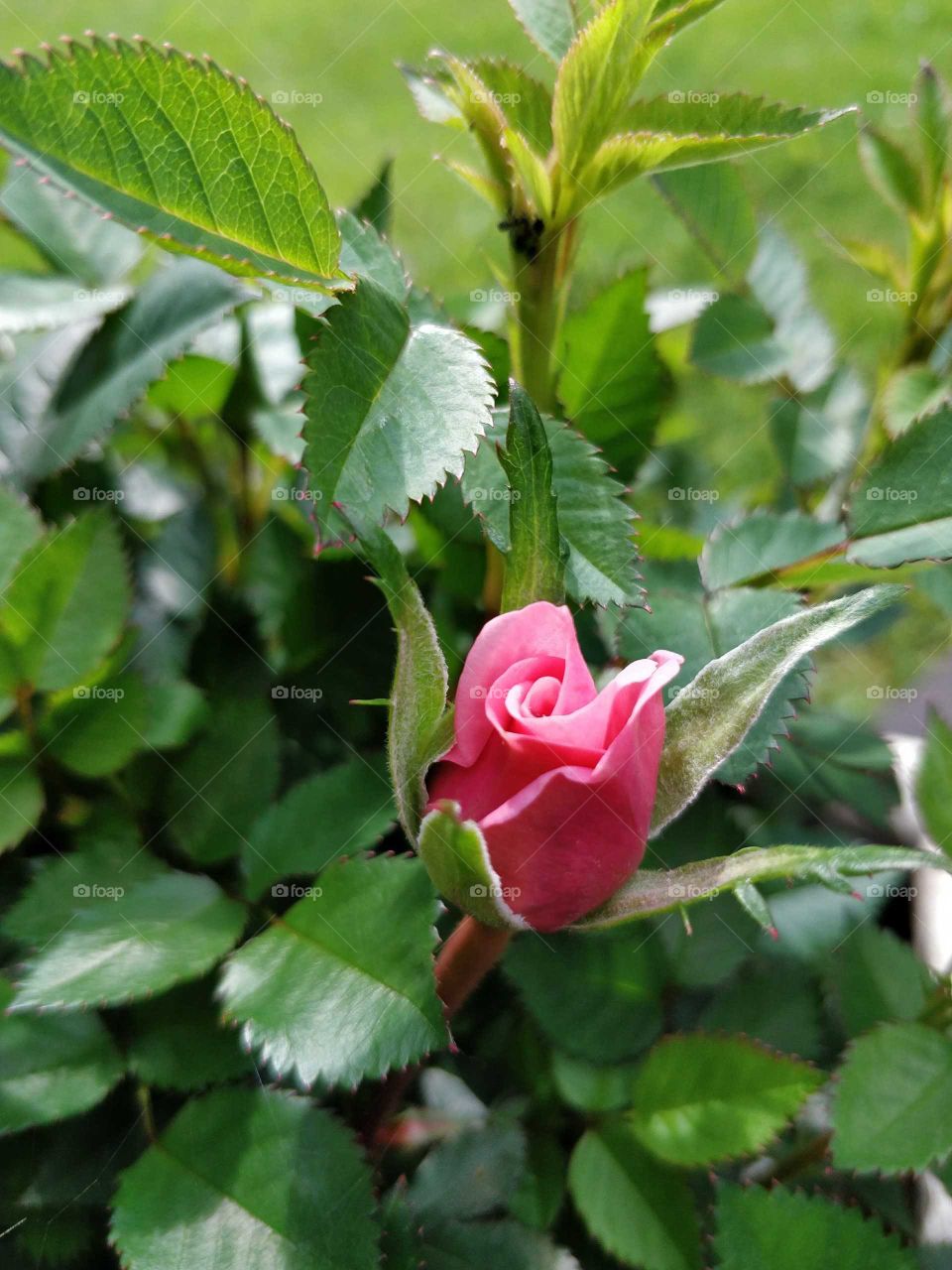 Single pink rosebud