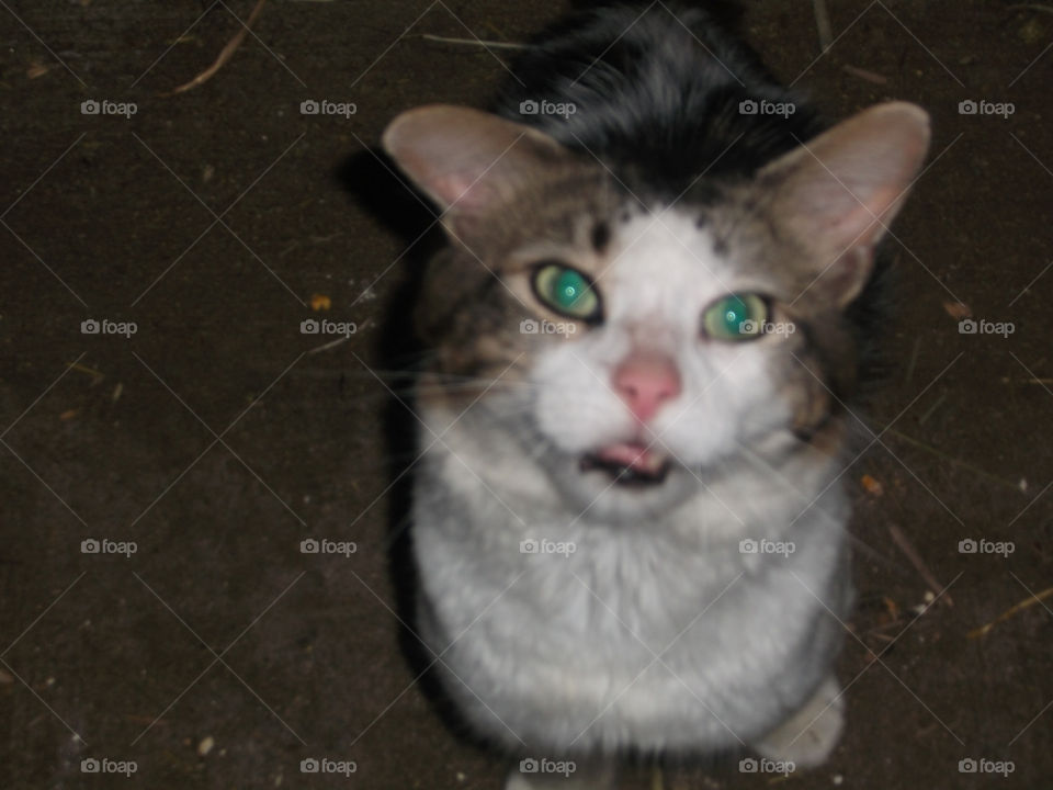 Fluffers.... the scraggly barn cat that could smell me coming home when still two hours away. Only came out for me. Sweet, affectionate, not the sharpest tool in the shed, dirty, loud meower... perfect