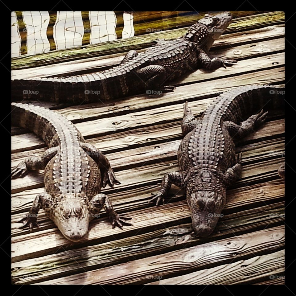Gators. Gatorland in Florida