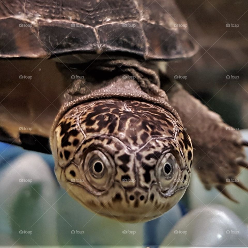 Turtle