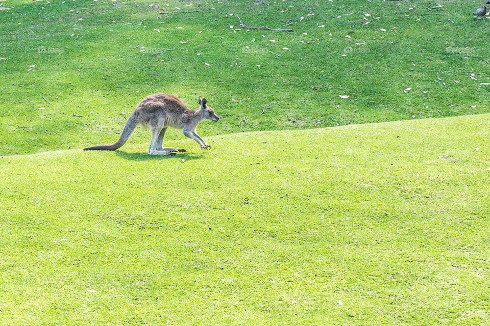 on grass