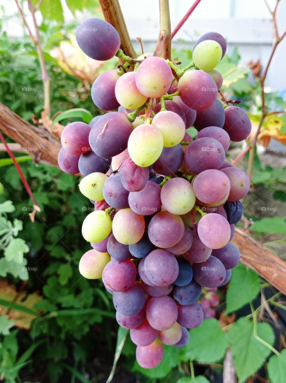 A bunch of grapes. Summer.