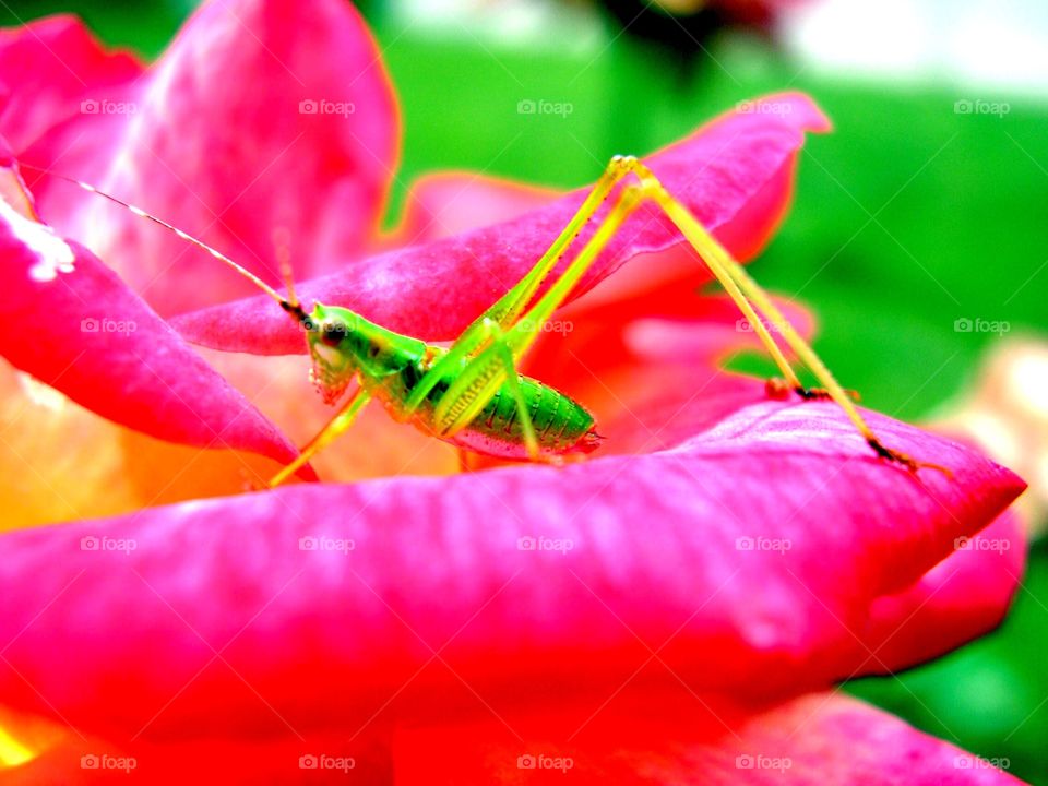 Cute grasshopper in Indiana 